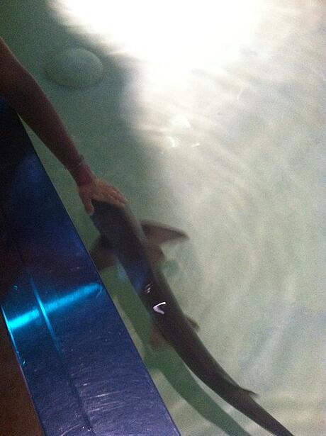 Dog Shark